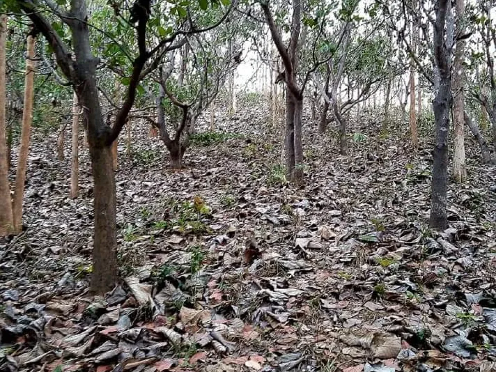 ที่ดินสวนมะม่วงหิมพานต์ ลำใย และต้นสัก อุตรดิตถ์