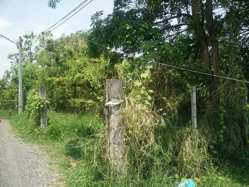 ขายที่ดินบ้านจ้อง ตลาดใหญ่ ดอยสะเก็ต