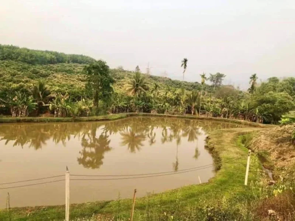 ขายรีสอทร์เชียงดาว โซนแม่นะ สุดคุ้ม ราคาถูก