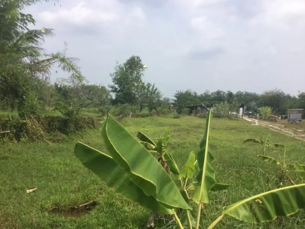 ขายที่ดินแม่ปูคาห่างถนนหลัก 3 km ราคาถูก