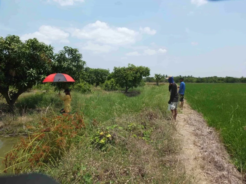 ขายที่ดินสวนเกษตร 5 ไร่ มีน้ำไฟ ติดถนนลาดยาง 70 เมตร อำเภอเมือง จังหวัดสุพรรณบุรี