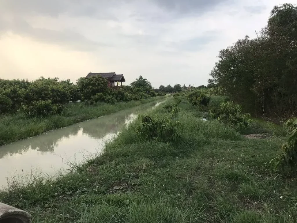 ที่ดินสวนมะม่วง 1ไร่ ติดชุมชน มีทางเข้าออกสะดวก จสุพรรณบุรี