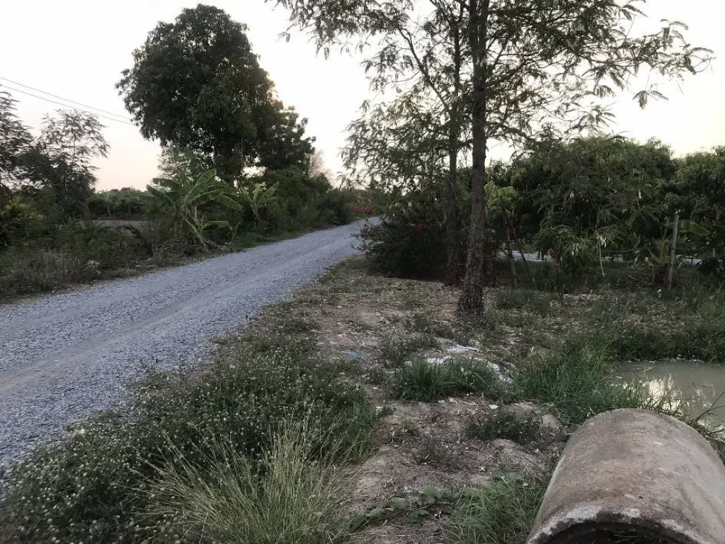 ที่ดินสวนมะม่วง 1ไร่ ติดชุมชน มีทางเข้าออกสะดวก จสุพรรณบุรี