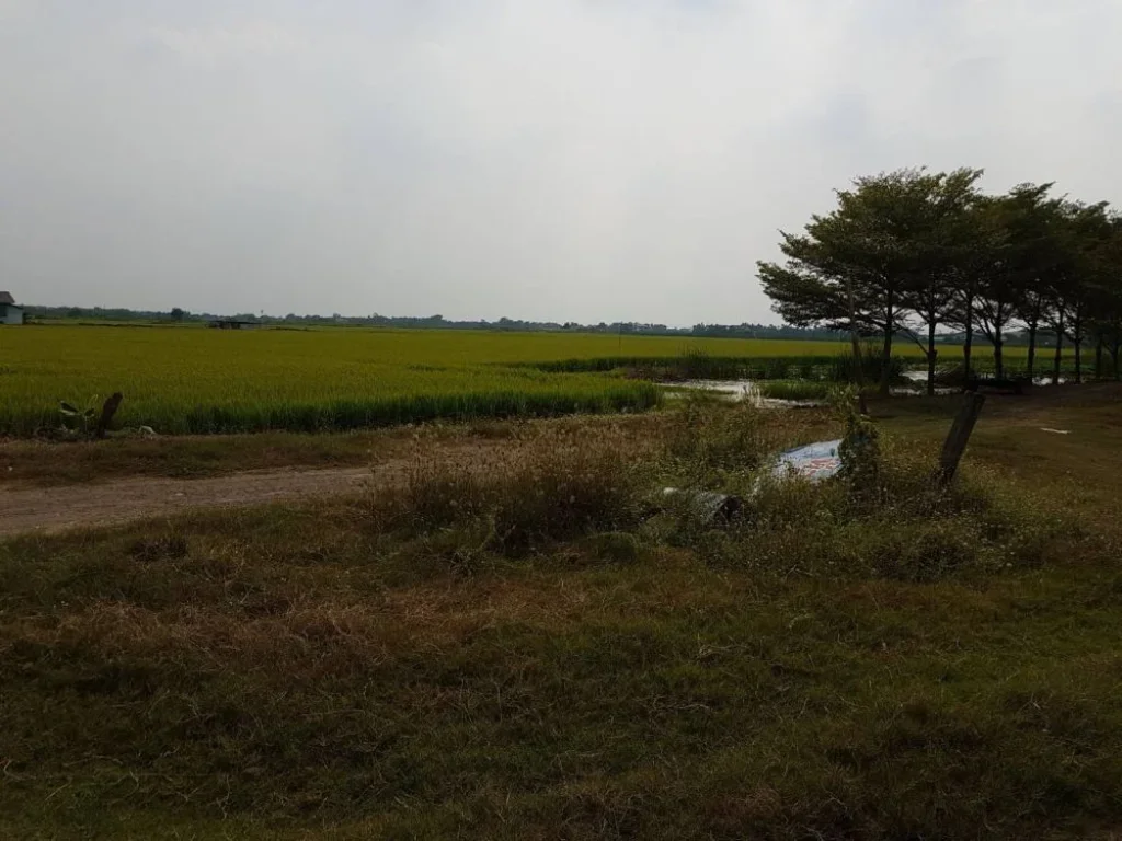 ขายที่ดินทำเลดี 60 ไร่ ริมทางรถไฟสายเหนือ หลัง มธรรมศาสตร์รังสิต