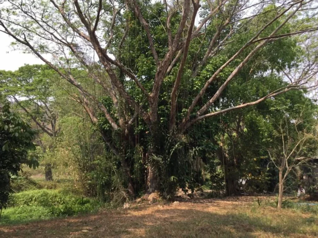 ขายที่ดินดอยสะเก็ตห่างถนนหลัก 300 เมตร