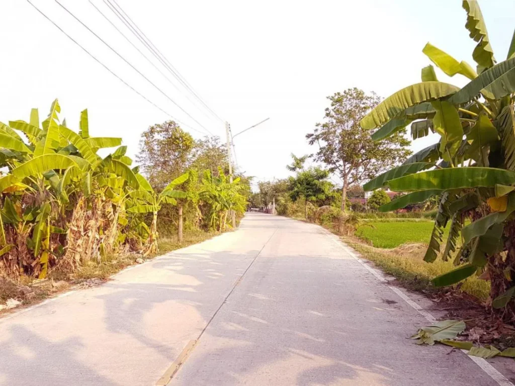 ขายที่ดินปทุมธานี 21 ไร่ ใกล้สี่แยกสันติสุข ถูกกว่าราคาตลาด หลังโกเบิ้ลเฮ้าส์