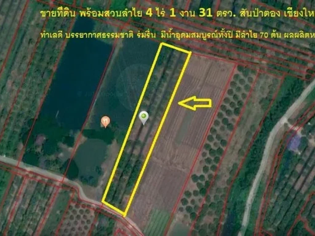 ขายที่ดิน สวนลำไย สันป่าตอง เชียงใหม่ 4 ไร่ 1 งาน 31 ตรวทำเลดี บรรยากาศธรรมชาติ มีน้ำล้อมรอบ