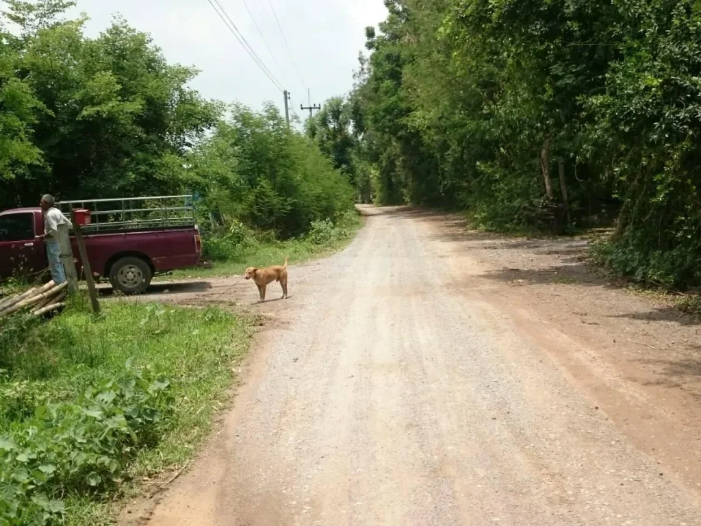 TK015 ขายที่ดิน เป็นพื้นที่สวน มะนาว มะม่วงบางส่วน ตสระลงเรือ อห้วยกระเจา จกาญจนบุรี ราคายังคุยได้อีก