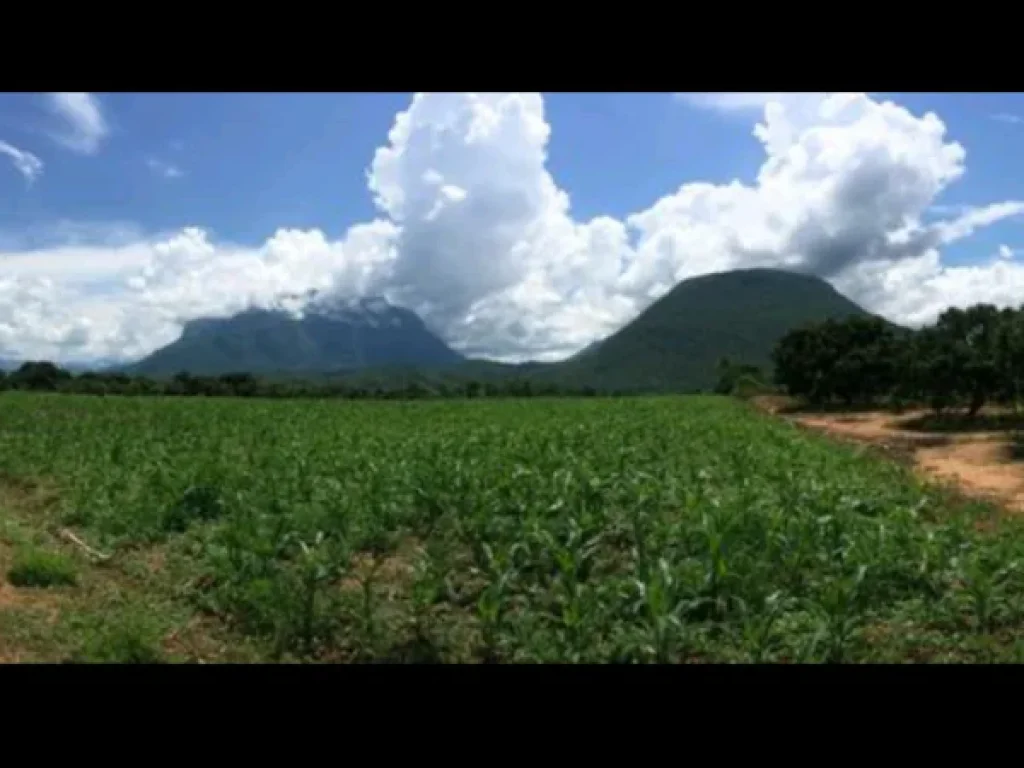 ขายที่ดิน วิวดอยหลวง อเชียงดาว