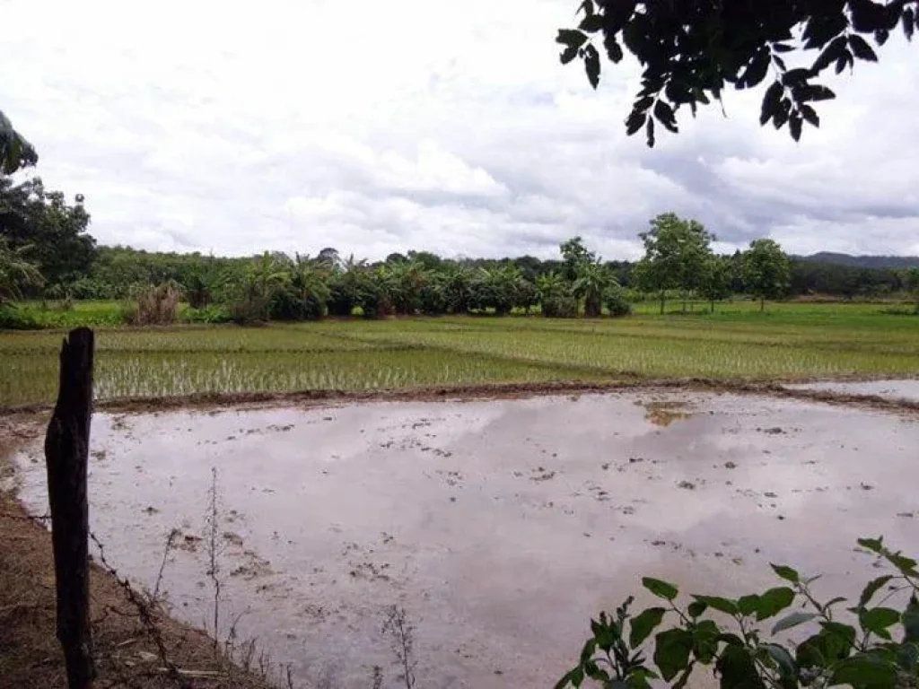 ขายที่ดิน บ้านน้ำม้าเหนือ ม13 ตสถาน อเชียงของ จเชียงราย 3 ไร่