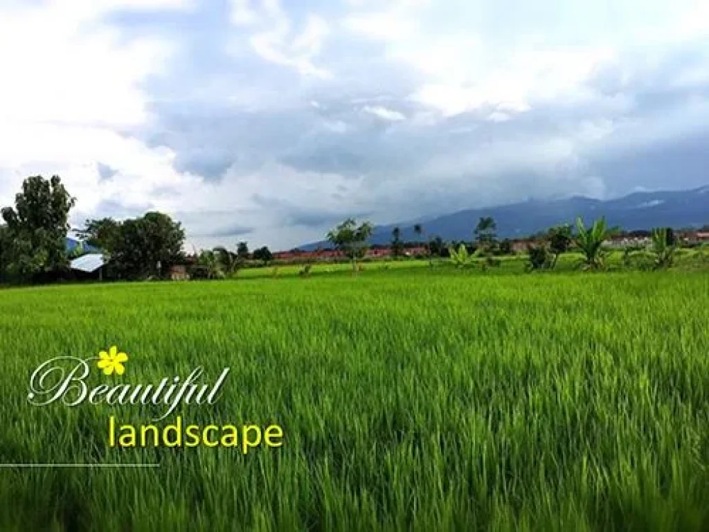 Land for sale 500 sqw kaset ban mai road sansai chiang mai