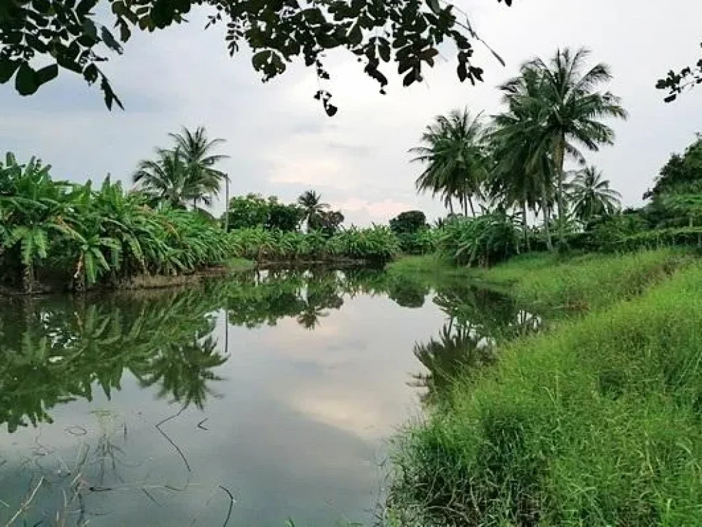 ขายที่ดิน4ไร่บ้านสวนเกษตรพอเพียงติดถนนลาดยางติดคลองน้ำขนาดใหญ่มีน้ำตลอดปี