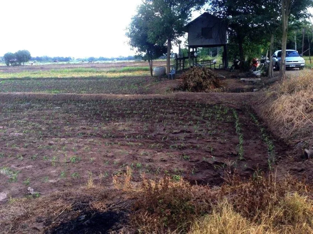 ขายที่ดิน 8 ไร่โฉนดติดคลองชลประทาน มีน้ำใช้ทั้งปี