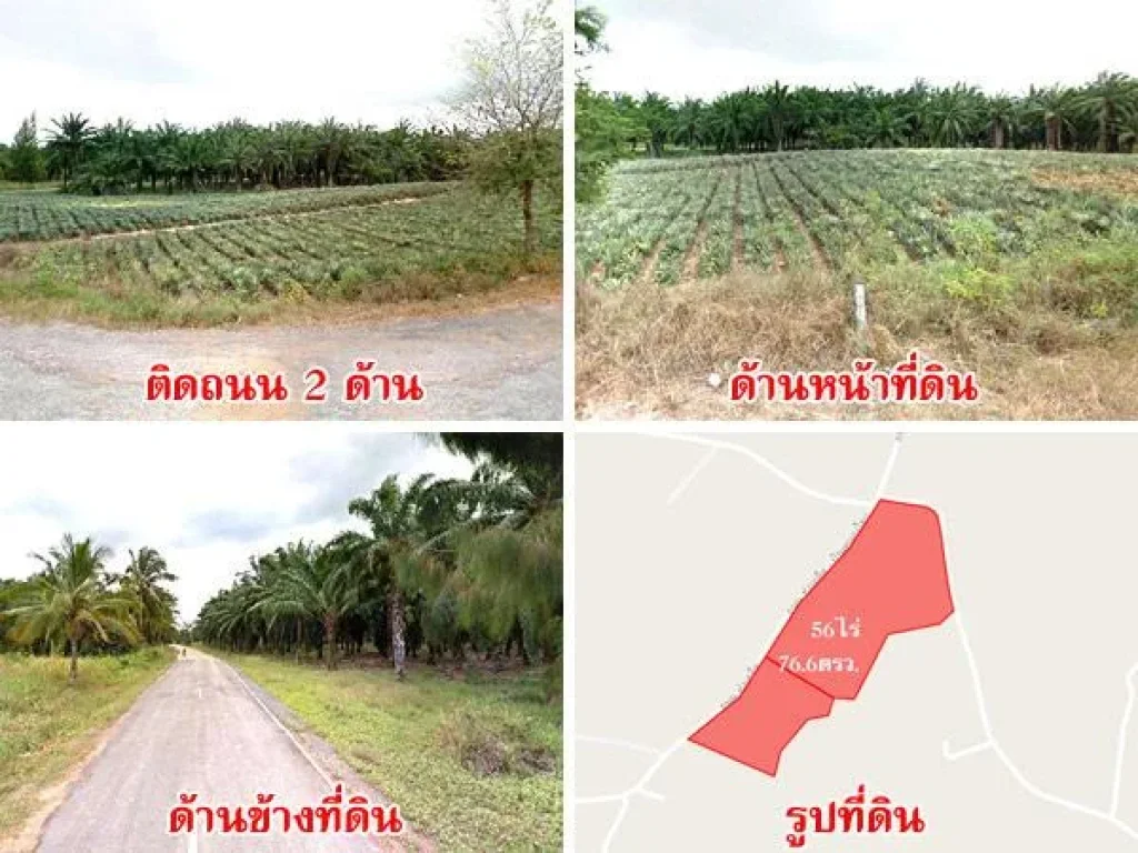 สวนปาล์ม-สับปะรด 56 ไร่ อสามร้อยยอด จประจวบ ใกล้ถนนสุขุมวิทเพียง 5 กม