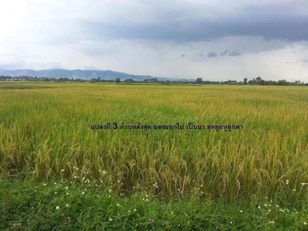 ที่ดิน นาติดถนนในหมู่บ้าน 6 ไร่ ห่างถนน เชียงใหม่-ฝาง ประมาณ 200 เมตร