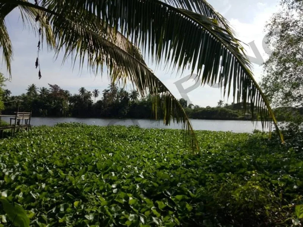 ขายที่ดินติดแม่น้ำท่าจีน สามพรานตรงข้าม รรนายร้อยตำรวจ เนื้อที่ 2 ไร่