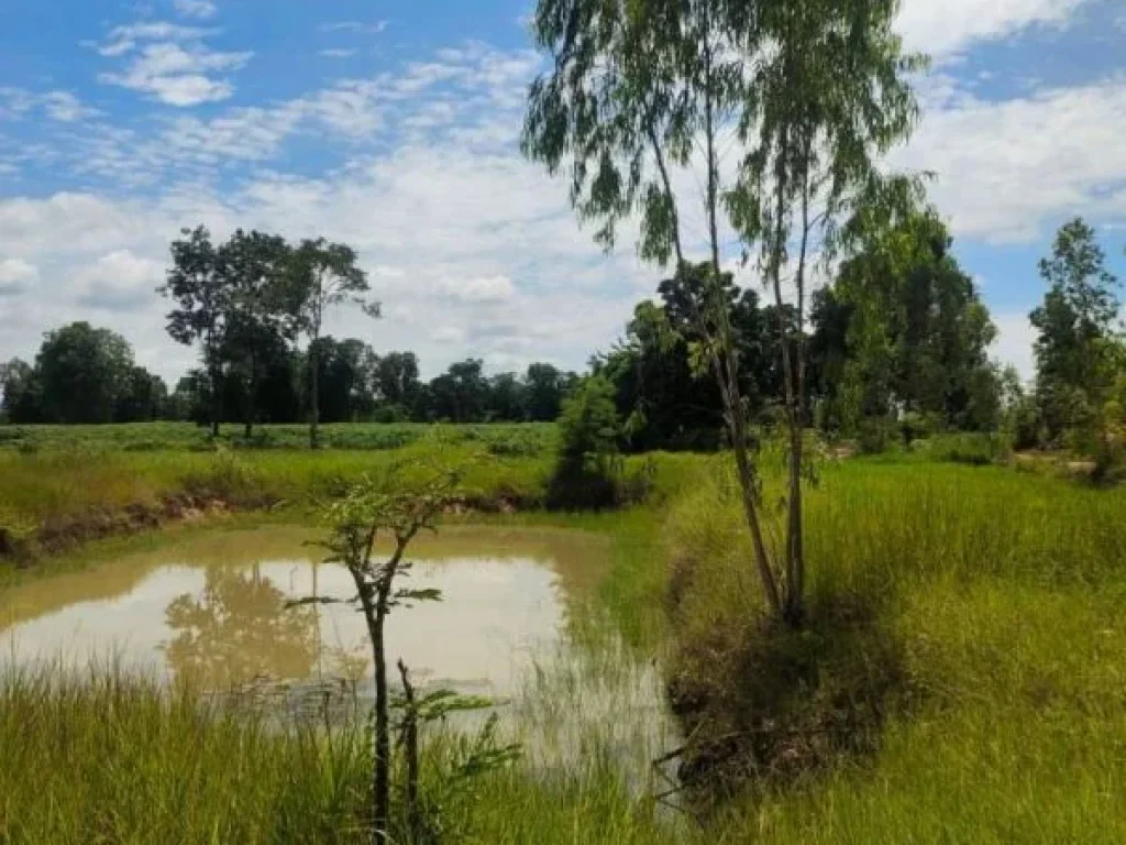 ขายที่ดิน ตสะเดา อนางรอง จบุรีรัมย์ ขายเพียง 9600000