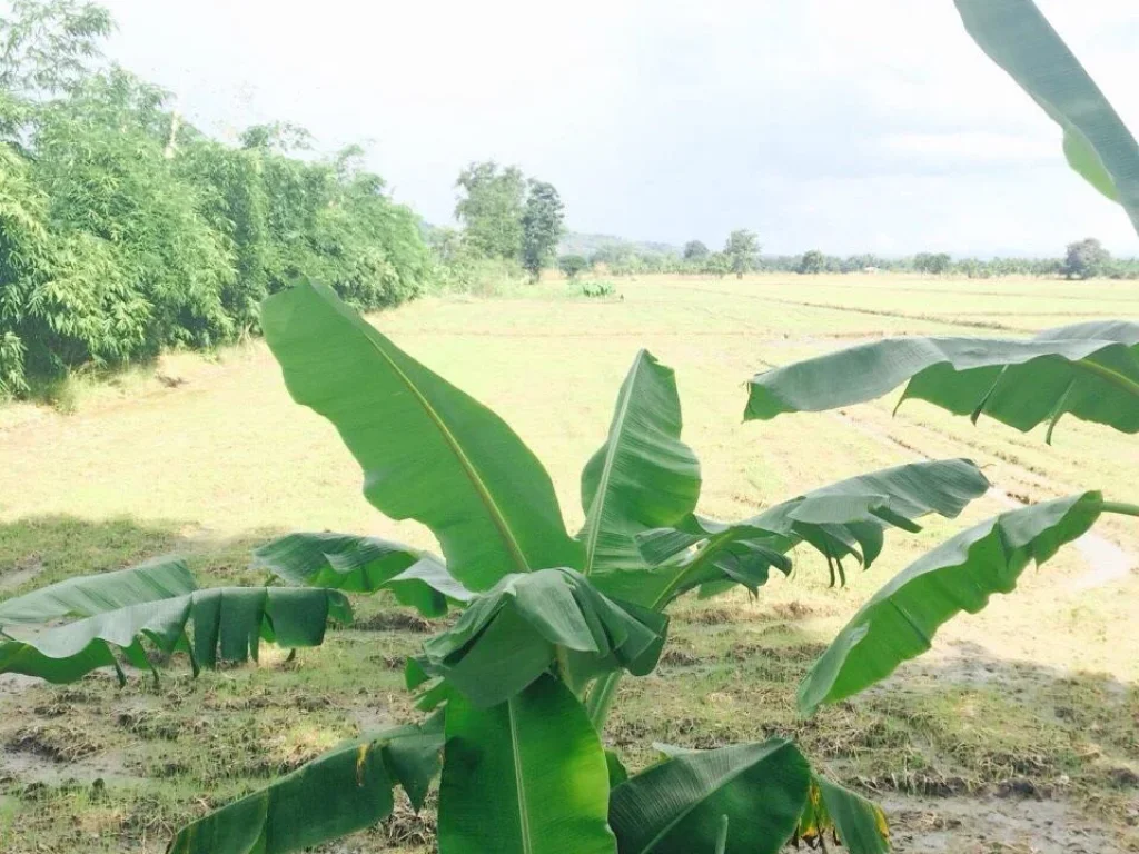 ขายที่ดินบึงสามพัน เพชรบูรณ์