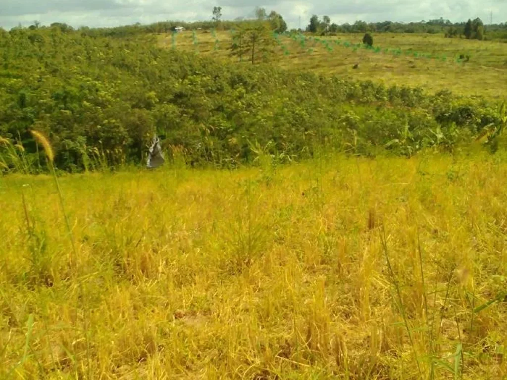 ขายที่ดิน 30 ไร่ติดลำห้วยธรรมชาติ อากาศเย็นทั้งปี