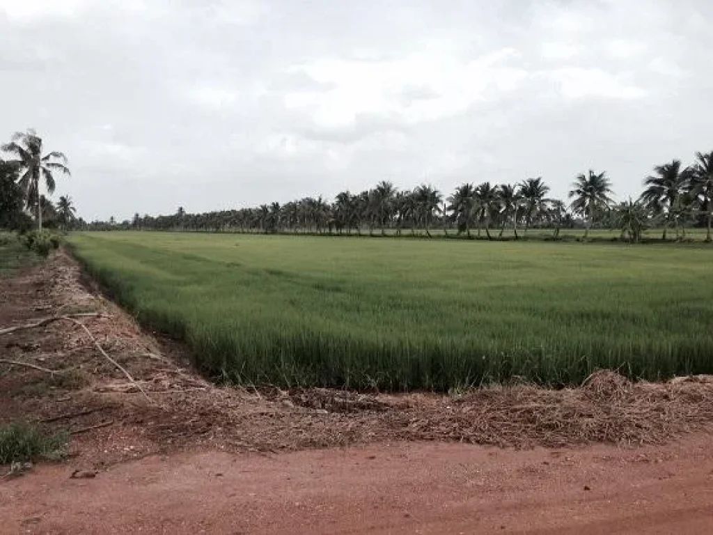 ขายที่สวนที่นา ติดถนนลูกรังแถวคลองอุดมชลจร ที่สวย อยู่ใกล้ อบตคลองอุดมชลจร