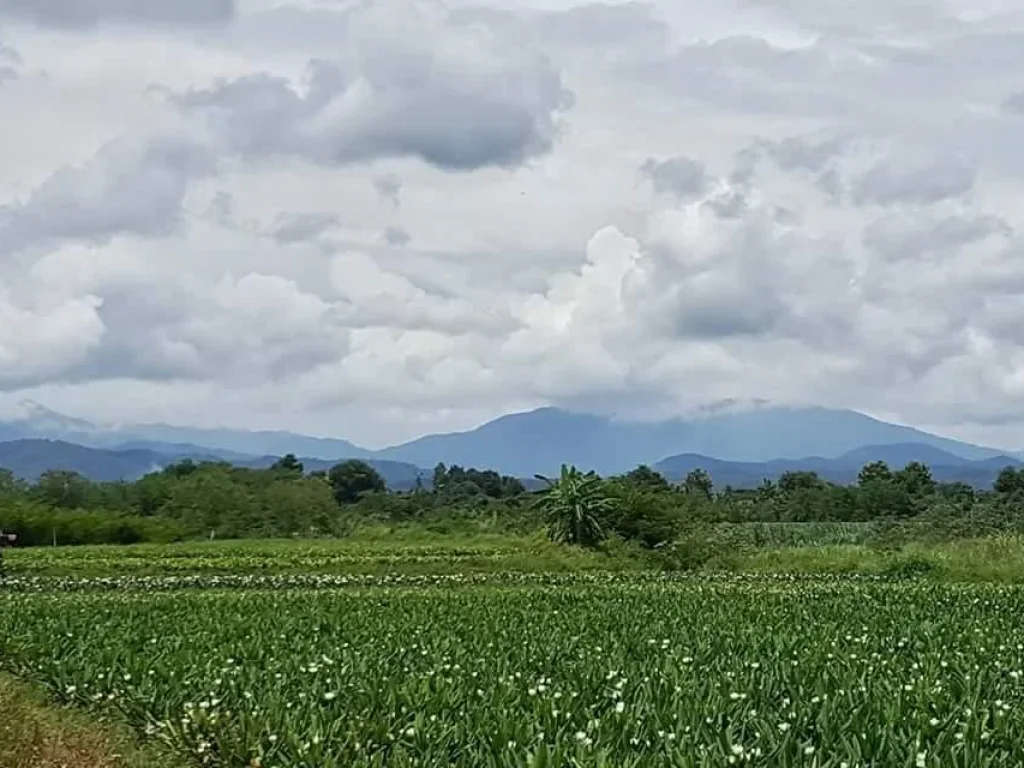 ขายที่ดินแปลงสวย เอกสารเป็นโฉนด ที่ราบ วิวเขา ที่ตั้ง ตแม่แฝก อสันทราย จเชียงใหม่ เนื้อที่ 6 ไร่ 3 งาน