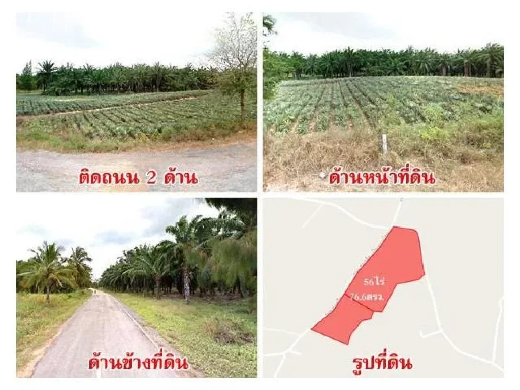 สวนปาล์ม-สับปะรด 56 ไร่ อสามร้อยยอด จประจวบ ใกล้ถนนสุขุมวิทเพียง 35 กม