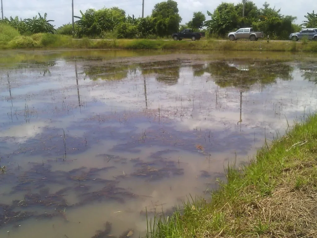 ขายที่ดินราคาถูกมาก