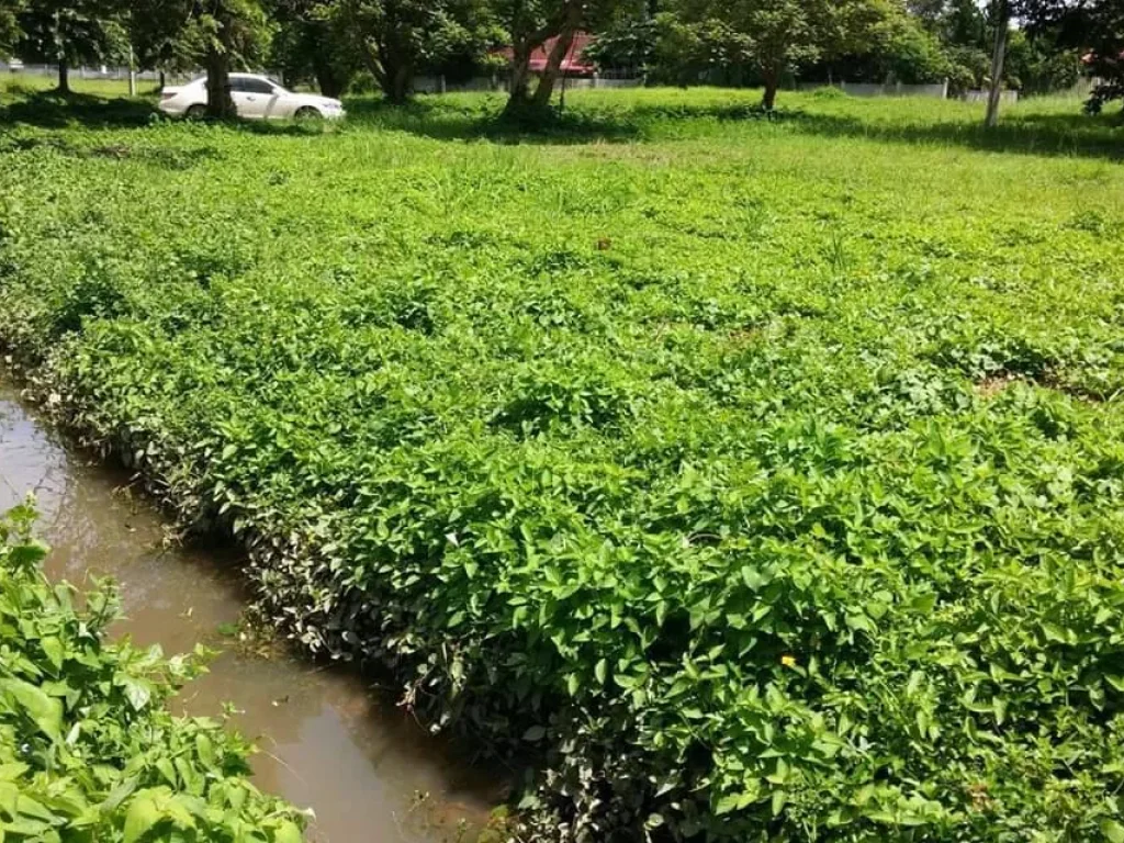 ขายที่ดินในโครงการ ดอยสะเก็ตห่างเมือง 5 km