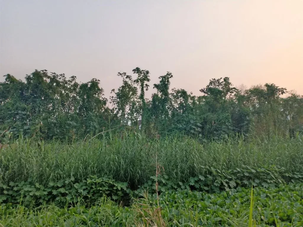 ขายที่ดินติดน้ำแม่ข่า ป่าตัน