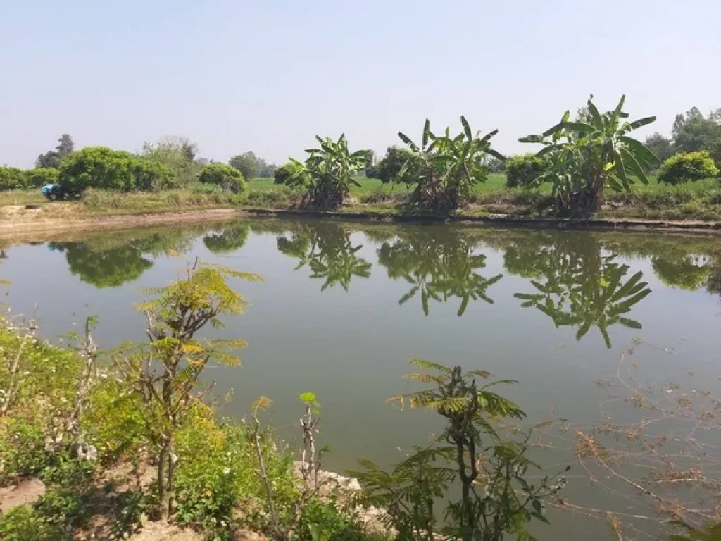 ขายที่ดิน สวนผลไม้ 3 ไร่ ตหนองแก๋ว อหางดง จ เชียงใหม่ ถมแล้ว มีน้ำอุดมสมบูรณ์ เหมาะทำฟาร์มสเตย์