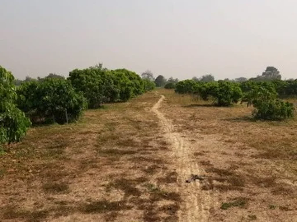 ขายที่ดิน สวนผลไม้ 3 ไร่ ตหนองแก๋ว อหางดง จ เชียงใหม่ ถมแล้ว มีน้ำอุดมสมบูรณ์ เหมาะทำฟาร์มสเตย์