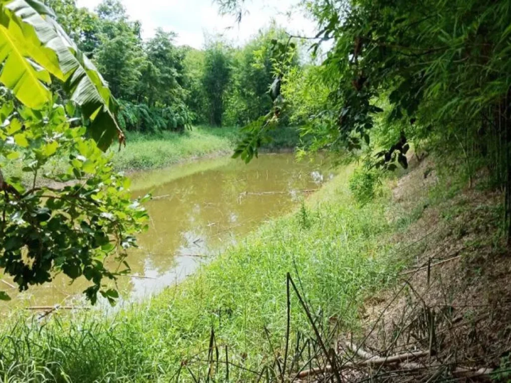 ขายที่ดิน 20 ไร่ ตำบลโนนท่อน จังหวัดขอนแก่น