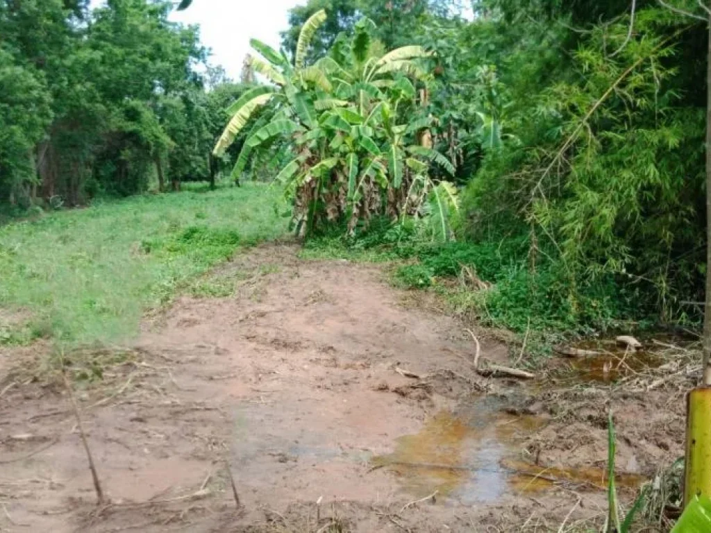 ขายที่ดิน 20 ไร่ ตำบลโนนท่อน จังหวัดขอนแก่น