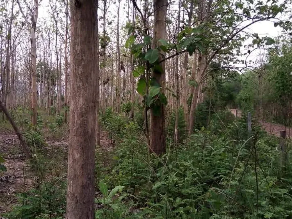 ที่ดินพร้อมสวนสัก อุตรดิตถ์