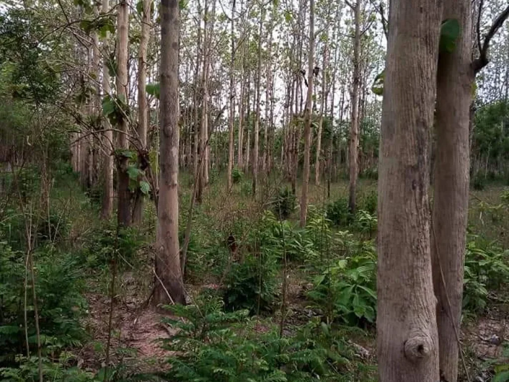 ที่ดินพร้อมสวนสัก อุตรดิตถ์