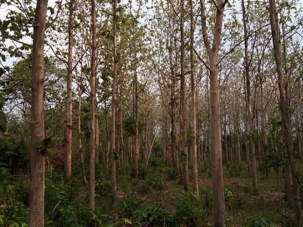 ที่ดินพร้อมสวนสัก อุตรดิตถ์