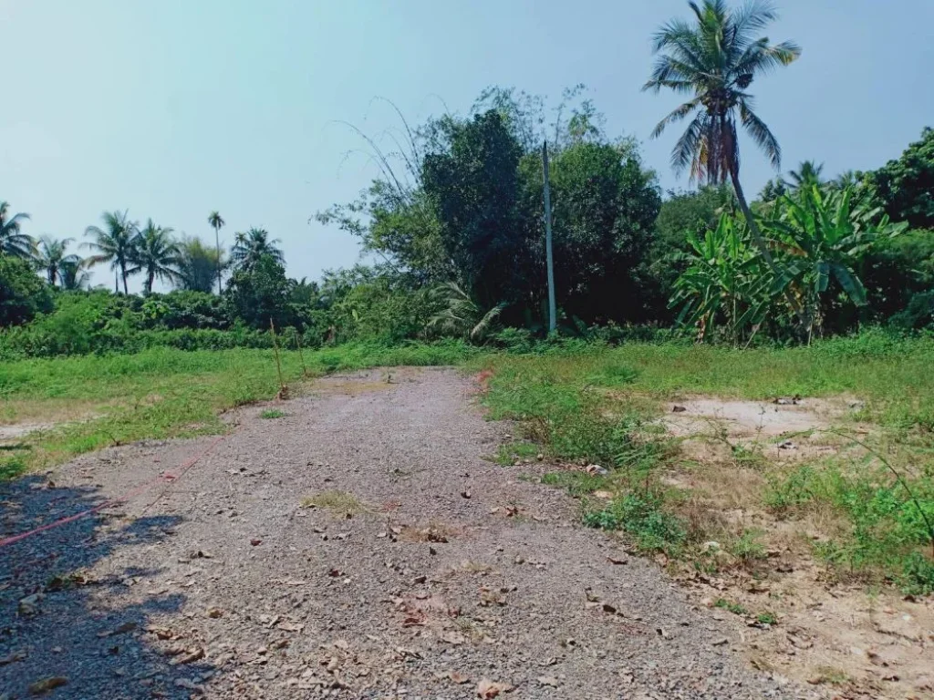 ขายที่ดินเหมืองแก้ว ห่างตลาดป่าข่อยใต้ 3 km