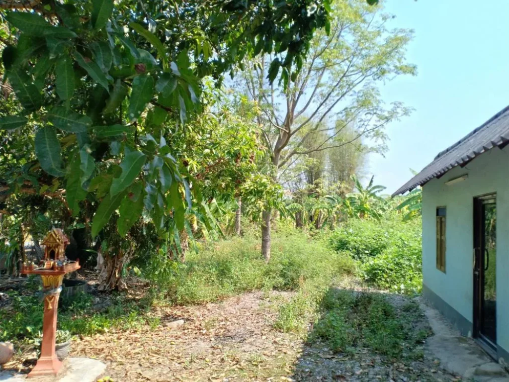 ขายที่ดินติดถนนพร้อมบ้านเก่า 1 หลัง ห่างถนนต้นยาง 200 เมตร