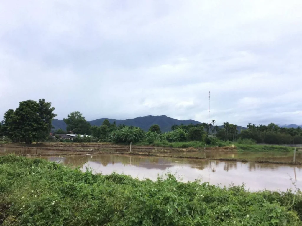 ขายที่นา วิวภูเขาล้อมรอบ มีโฉนด ทำเกษตรกรรมใช้น้ำชลประทาน