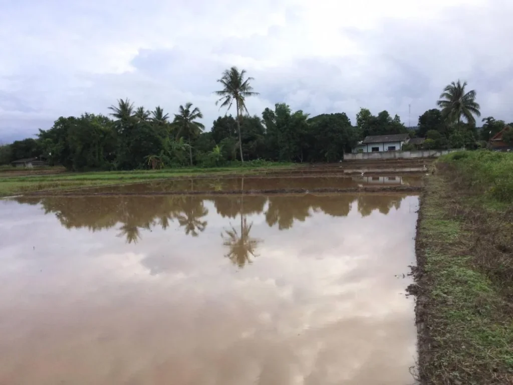 ขายที่นา วิวภูเขาล้อมรอบ มีโฉนด ทำเกษตรกรรมใช้น้ำชลประทาน