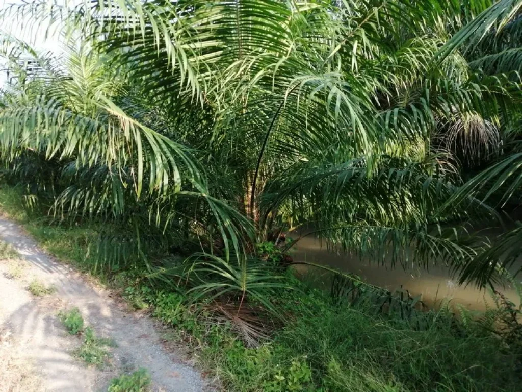 ขายที่ดินถูกมาก 15 ไร่ ติดถนนหนองเสือ พร้อมสวนปาล์ม มีรายได้ รังสิต-นครนายก หนองเสือ ปทุมธานี