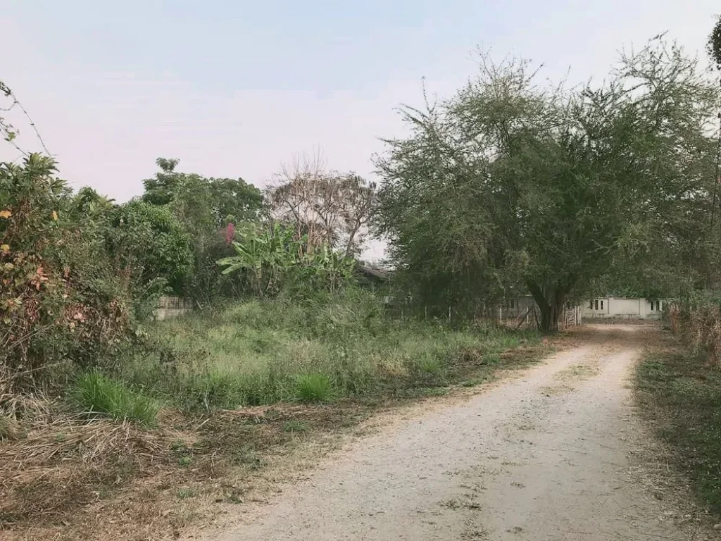 ขายที่ดินหลังโรงพยาบาลลานนา ไกล้โรงเรียนดรุณนิมิตร