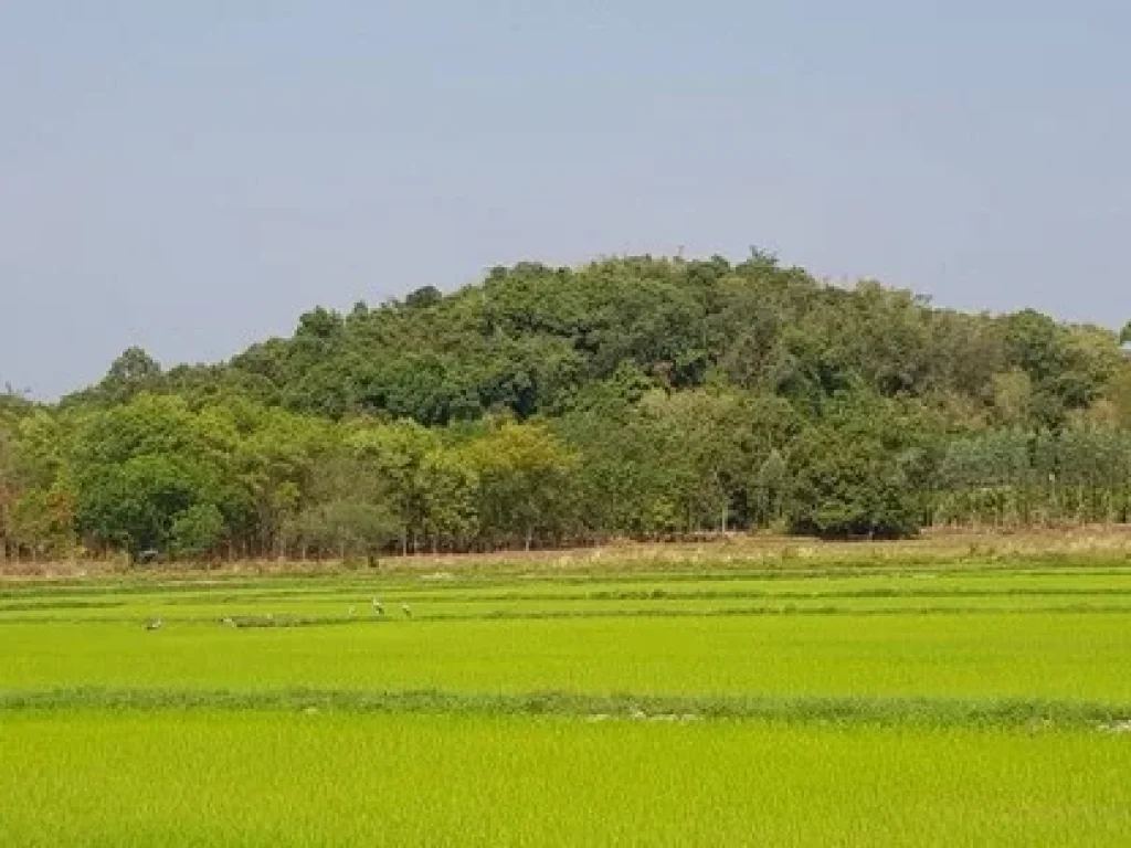 ขายที่ดินวิวเขาล้อม 22 ไร่ 2 งาน 46 ตรว รูปทีสวยด้านหน้าติดถนนลูกรัง 200 เมตร สีนาวา เมืองนครนายก