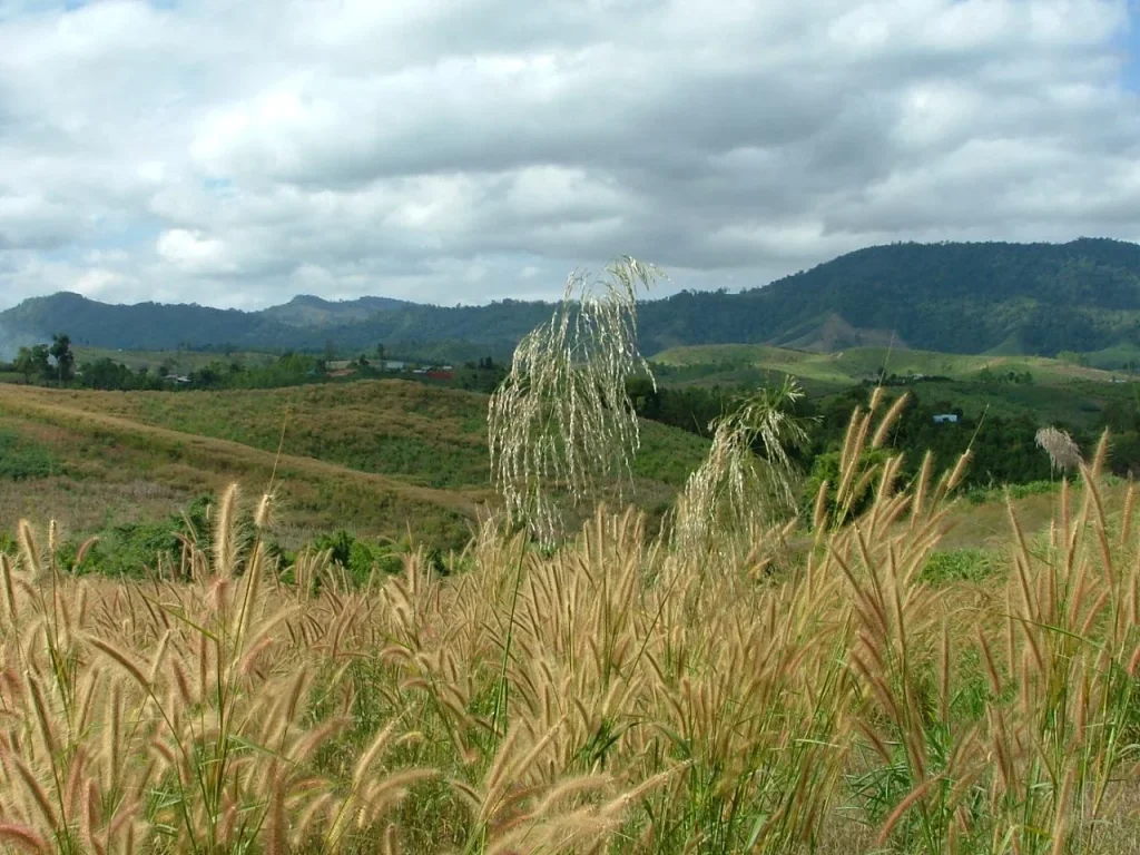 ที่ดินการเกษตรทำสวน บ้านพักได้ 40 ไร่บรรยากาศดีมากๆ