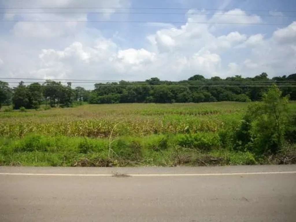 ขายที่ดิน126ไร่ติดถนนลาดยางติดหมู่บ้านมีไฟฟ้าประปาพร้อมแปลงใหญ่ราคาไม่แพง