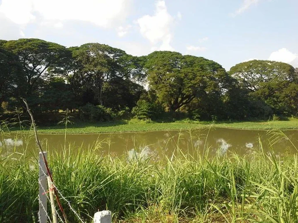 ที่ดินติดแม่น้ำปิง อเมือง เชียงใหม่ เหมาะทำโรงแรม หรือ ร้านอาหารริมแม่น้ำ