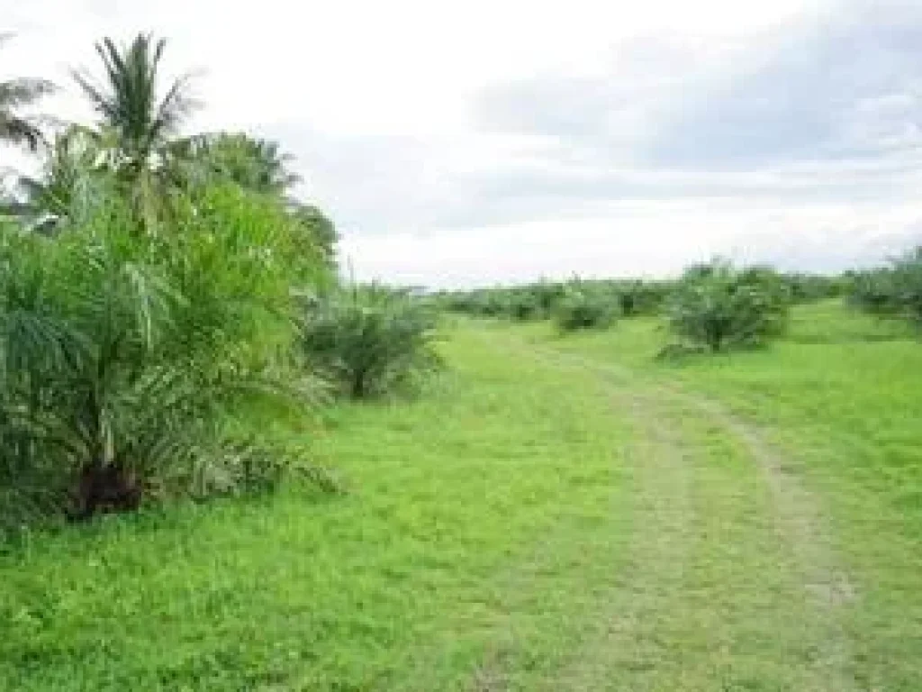 Land for sale in Nakhon Si Thammarat50 rai of palm plantation areaBuy now to get incomeSuitable for housing development