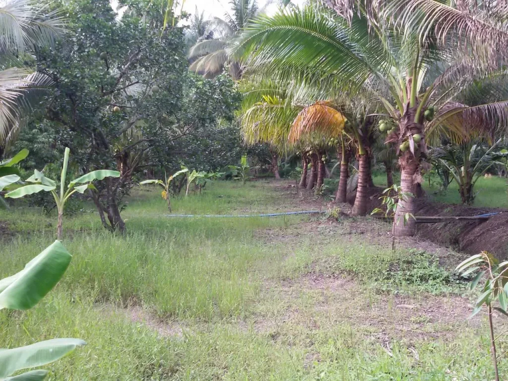 ที่ดินแปลงสวยติดถนนลาดยาง1ไร่