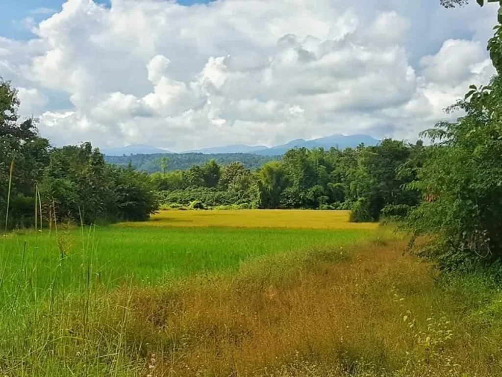 ขายที่ดินแปลงสวย ที่นา วิวเขา เอกสารเป็นโฉนดถูกต้อง ที่ตั้ง ตสบเปิง อแม่แตง จเชียงใหม่ ขายด่วน เนื้อที่ 1 ไร่ 1 งาน