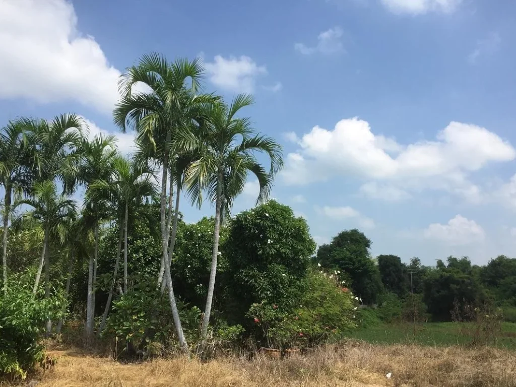 ขายที่ดินติดริมน้ำท่าจีน ใกล้ตลาดร้อยปี สามชุก สุพรรณบุรี